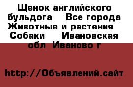 Щенок английского бульдога  - Все города Животные и растения » Собаки   . Ивановская обл.,Иваново г.